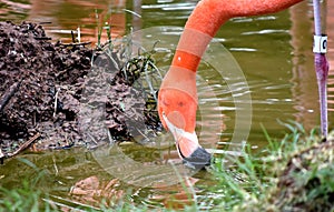 American flamingo, orange/pink plumage, Oklahoma City Zoo and Botanical Garden