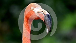 American flamingo, orange/pink plumage, Oklahoma City Zoo and Botanical Garden