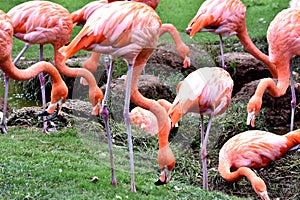 American flamingo, orange/pink plumage, Oklahoma City Zoo and Botanical Garden