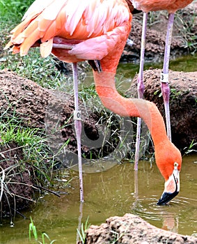 American flamingo, orange/pink plumage, Oklahoma City Zoo and Botanical Garden