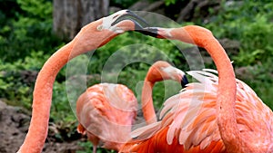 American flamingo, orange/pink plumage, Oklahoma City Zoo and Botanical Garden