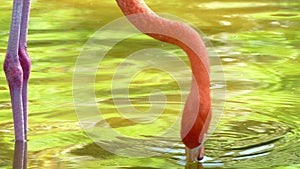 American Flamingo Phoenicopterus ruber.