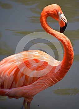 The American flamingo Phoenicopterus ruber