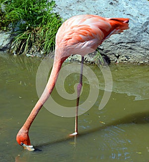 The American flamingo Phoenicopterus ruber