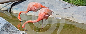 The American flamingo Phoenicopterus ruber