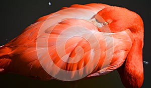 The American flamingo Phoenicopterus ruber