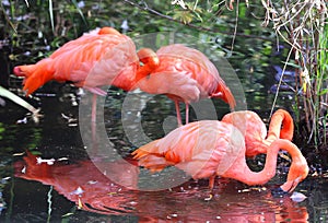 American flamingo (Phoenicopterus ruber)