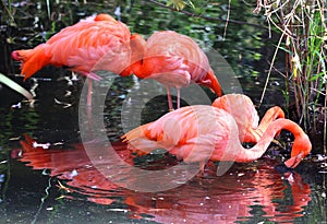 American flamingo (Phoenicopterus ruber)