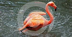 American flamingo (Phoenicopterus ruber)