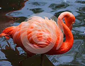 American flamingo (Phoenicopterus ruber)