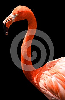 American flamingo (Phoenicopterus ruber)