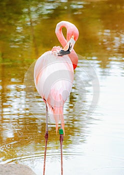 American flamingo Phoenicopterus ruber