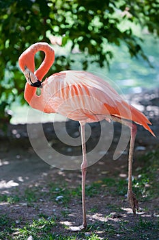 American flamingo Phoenicopterus ruber or Caribbean flamingo. Big bird is relaxing enjoying the summertime. Nature green