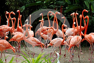 American flamingo (Phoenicopterus ruber) in flock / group