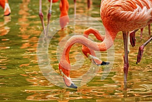 American flamingo Phoenicopterus ruber in flock / group