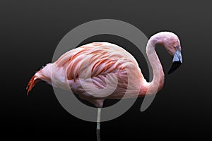 The American flamingo Phoenicopterus ruber, isolated on black background. Large species of flamingo also known as the Caribbean