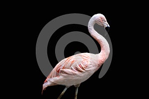 American flamingo Phoenicopterus ruber, isolated on black background. Large species of flamingo also known as the Caribbean