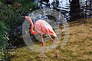 American flamingo Phoenicopterus ruber is a large species of flamingo