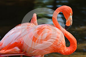 American flamingo Phoenicopterus ruber is a large species of flamingo