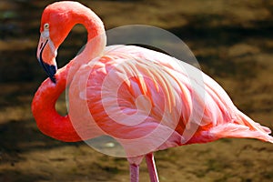 American flamingo Phoenicopterus ruber is a large species of flamingo