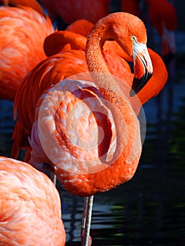 American flamingo Phoenicopterus ruber is a large species of flamingo