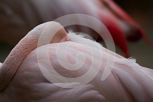 American flamingo (phoenicopterus ruber) rather sleeping