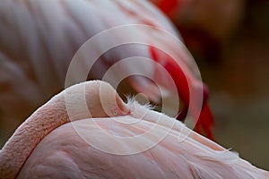 American flamingo phoenicopterus ruber rather sleeping with its beak hidden in its feathers