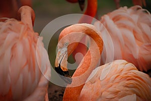 American flamingo (Phoenicopterus ruber) staring at viewer in close up view