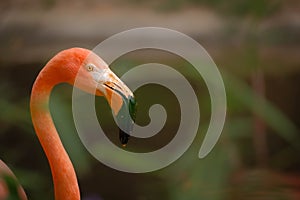 American flamingo (Phoenicopterus ruber) staring at viewer in close up view