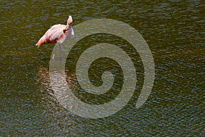 American Flamingo preening