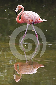 American Flamingo Reflected