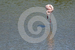 American Flamingo sleeping on one leg