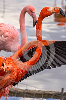 American flamingo with wings wide open