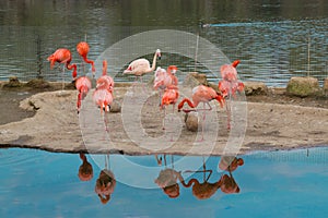 American flamingoes