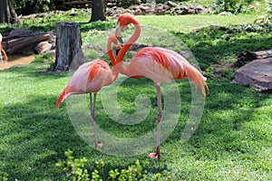 American flamingos