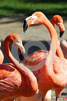 American Flamingos