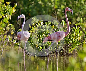 American Flamingos or Caribbean flamingos