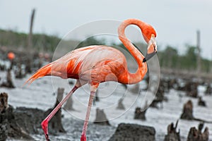 American Flamingos or Caribbean flamingos ( Phoenicopterus ruber ruber )