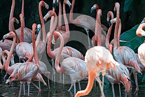 American Flamingos or Caribbean flamingos  Phoenicopterus ruber ruber. Colony of Flamingos