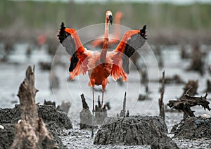 American Flamingos or Caribbean flamingos ( Phoenicopterus ruber ruber). Colony of Great Flamingo the on nests.