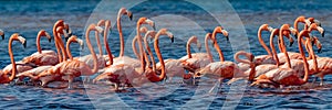 American flamingos, Celestun Biosphere Reserve