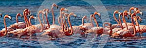American flamingos, Celestun Biosphere Reserve photo