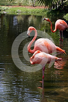 American Flamingos (Phoenicopterus Ruber)