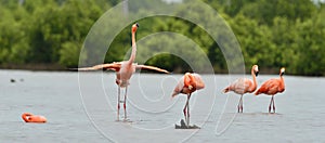 American Flamingos ( Phoenicopterus ruber )