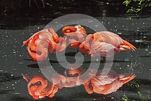 American flamingos - Phoenicopterus ruber