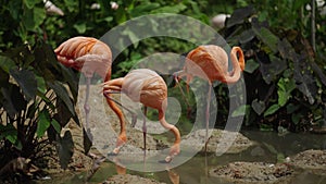 American Flamingos (Phoenicopterus ruber ruber) drinking water