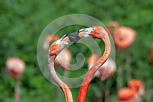 American Flamingos - Phoenicopterus ruber sparring, Gloucestershire, England.