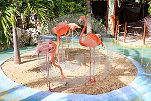 American flamingos in a small enclosure at Costa Maya cruise ship terminal, Mexico