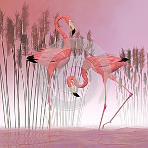 American Flamingos in Swamp