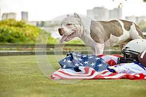 American football concept. A dog with a uniform of an American football player posing for the camera in a park